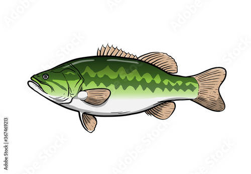 Largemouth bass fish, hand drawn vector illustration of a largemouth bass game fish, isolated in white background.