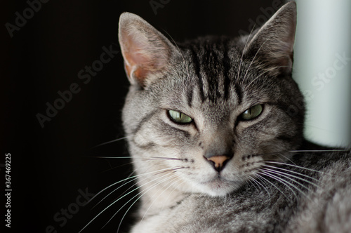 Wallpaper Mural 見つめる猫　　サバトラ猫 Torontodigital.ca