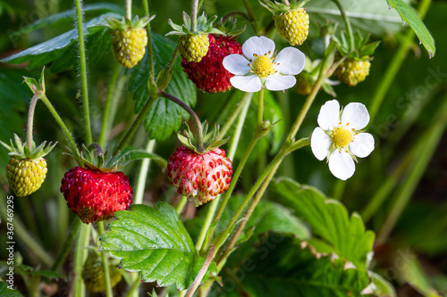 Wild strawberry plants with flowers and berries