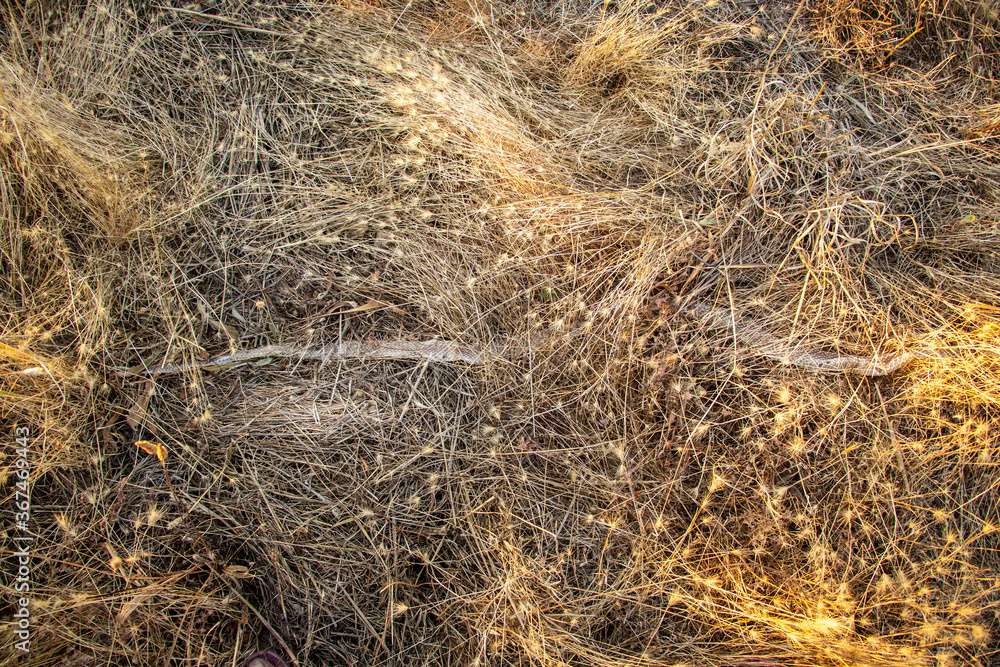The snake's skin is in the grass. The snake's skin is in the grass.