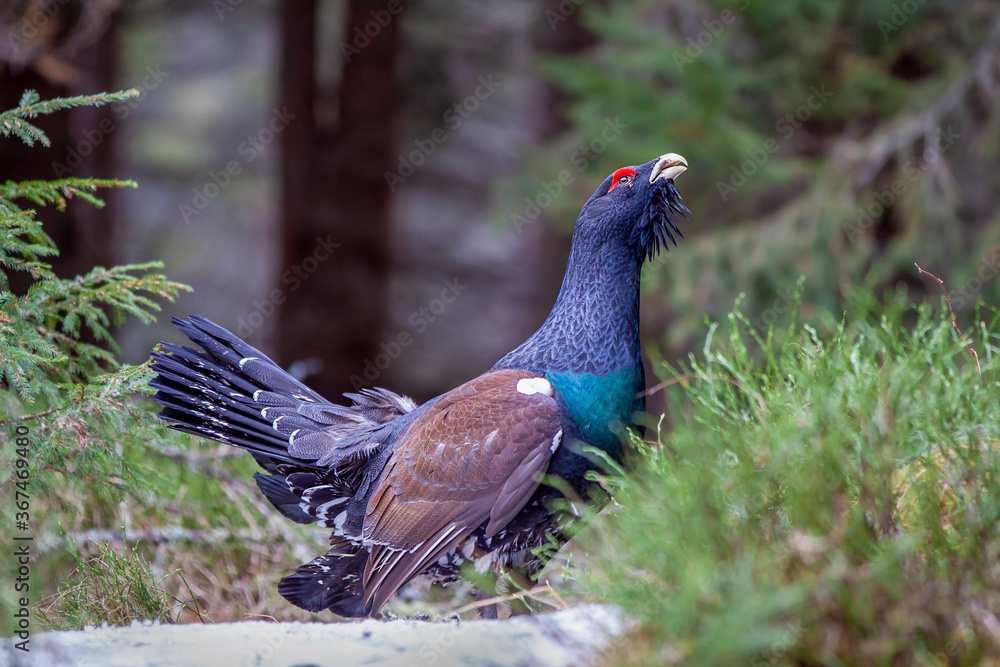 Tetrao urogallus in wild nature in spruce snowy forest, western capercaillie rare bird male . Sunny singing of a big black bird. Capercaillie protected by law extremely rare species Tetrao urogallus in wild nature in spruce snowy forest, western capercaillie rare bird male . Sunny singing of a big black bird. Capercaillie protected by law extremely rare species