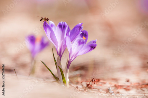 Close up of crocus heuffelii. Selective focus on honey bee sitting the beautiful violet mountain flower crocus. photo