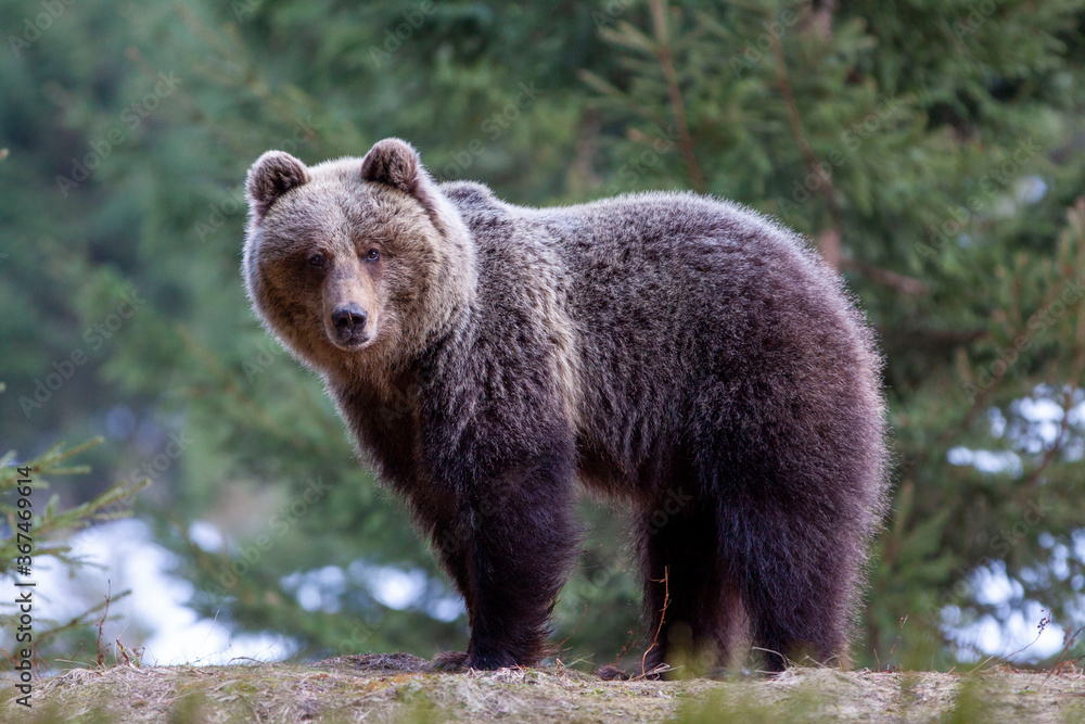 Fototapeta premium Beautiful female brown bear (Ursus arctos) on meadow covered snow.
