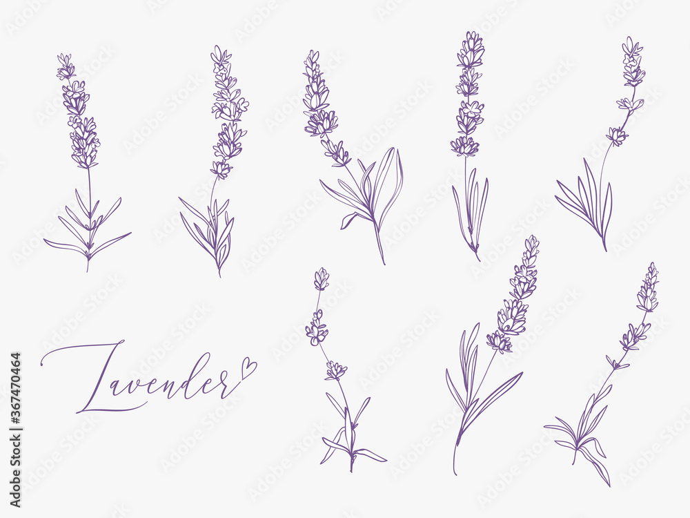 Lavender illustration with herbs and lettering. Watercolor outline vintage sketch on white background. Vector botanical paking or card design. - obrazy, fototapety, plakaty 