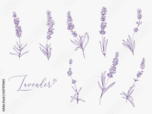 Photo Lavender illustration with herbs and lettering