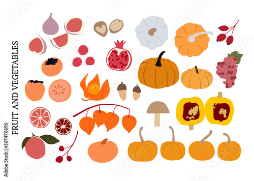 Abstract autumn fruit and vegetable set  fall elements collection vector. Pumpkin  figs  physalis  persimmon  grape  berries  orange  rose hip