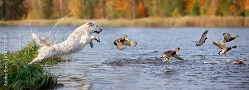 Photography golden retriever dog jumping into water chasing ducks