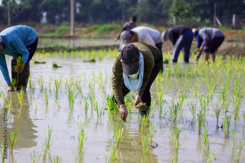 Farmers are planting rice seedlings in wet rice field by their hands. Some bunch of rice seedlings are waiting to be planted.