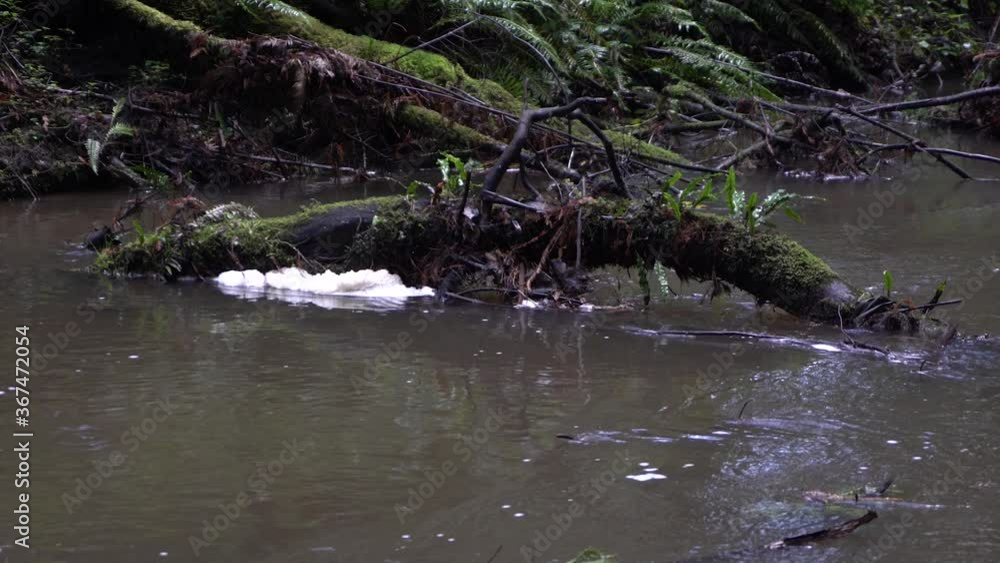Murky river stream with foam build up Murky river stream with foam build up