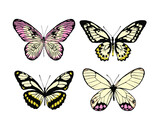 Set of 12 realistic butterflies made in the same style. Vector illustration. 