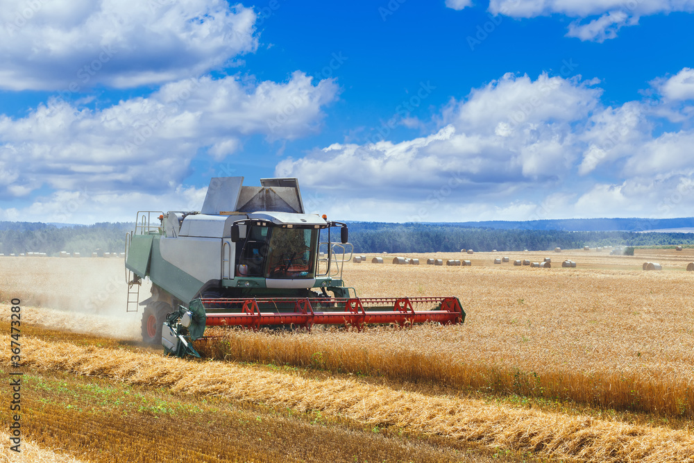 Fototapeta premium The combine harvests ripe wheat in the grain field.