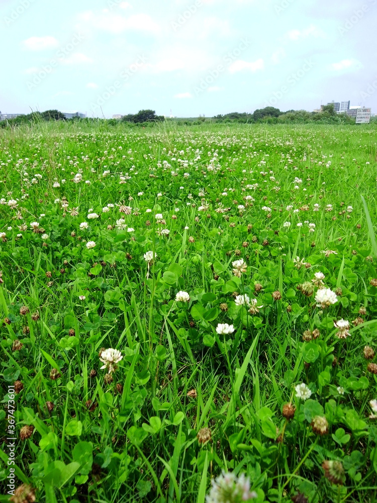 シロツメクサ茂る夏の江戸川河川敷風景 シロツメクサ茂る夏の江戸川河川敷風景
