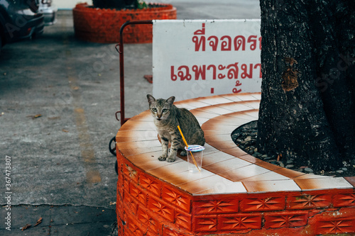 Photography Cat sitting near a plastic cup