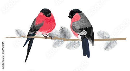 Bullfinches on a branch. Can be used for Christmas decorations, posters, sales and other winter events.