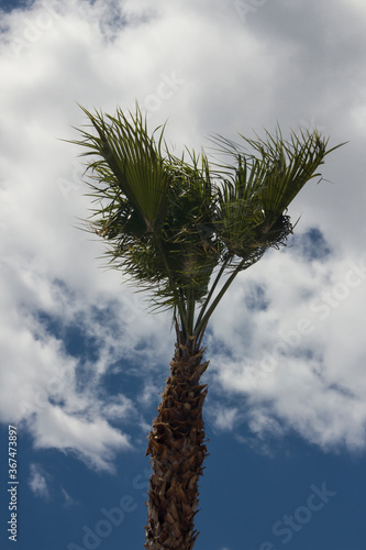 Palm tree on a windy day and flying leaves of tree on blue sky.Vertical image with copy space. photo