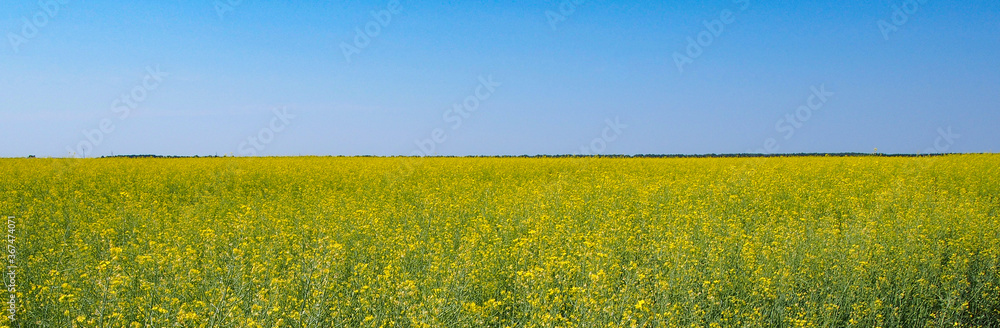 Yellow wildflowers on a Sunny summer day Yellow wildflowers on a Sunny summer day