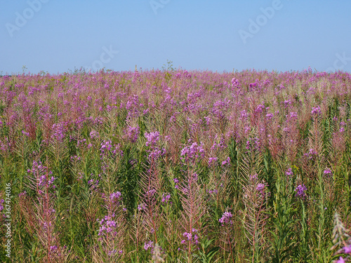 Field of flowers Ivan-tea Sunny summer day