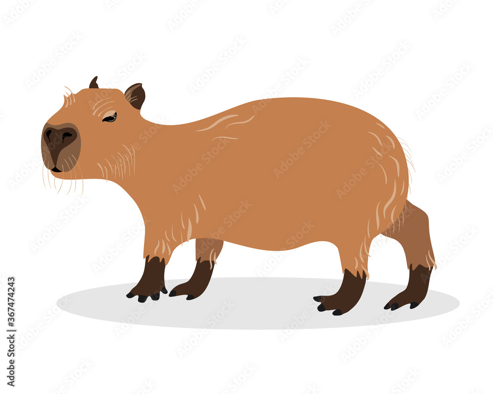 Obraz premium Capybara on a white background. Animals of South America.