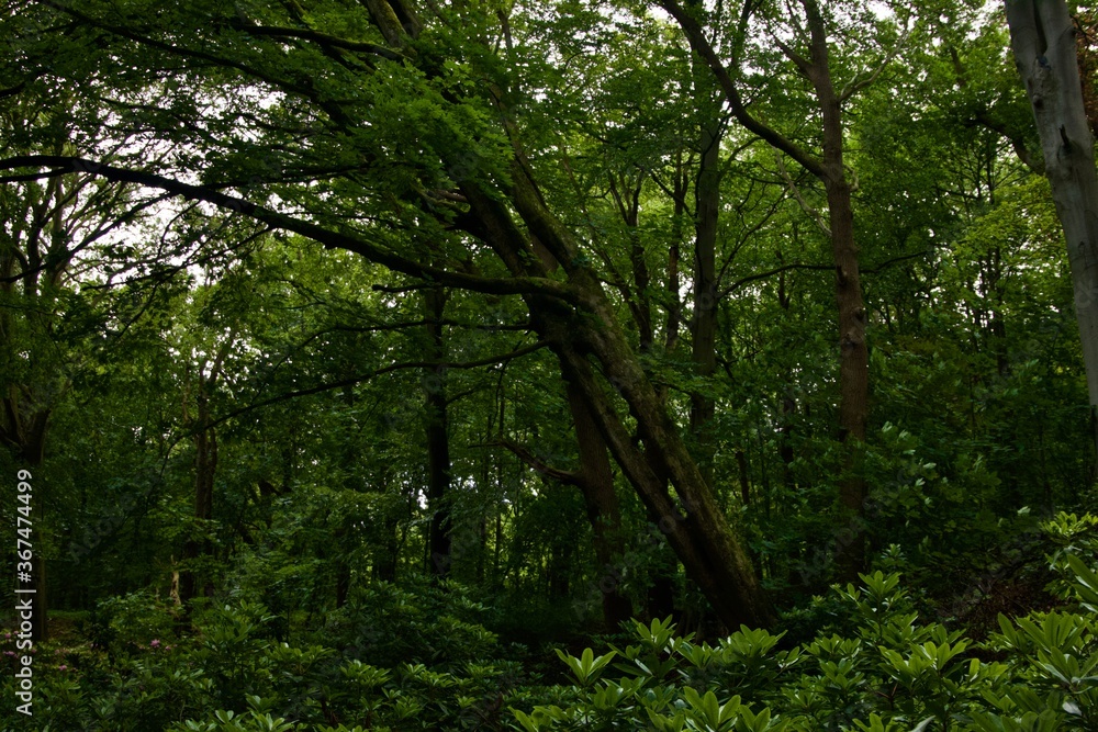 trees in the forest