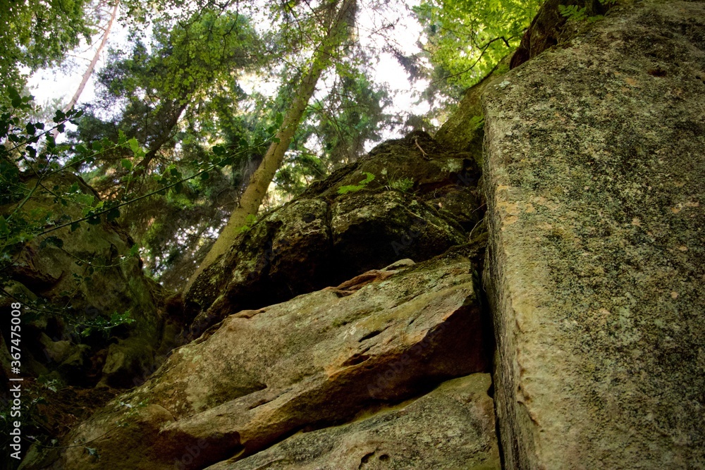rocks in forest rocks in forest