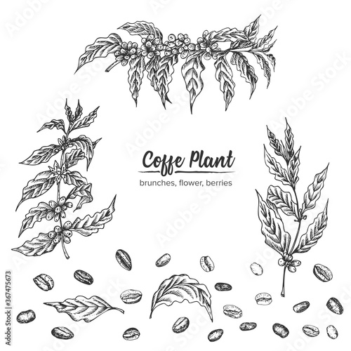 Realistic Botanical ink sketch arabica coffee plant, brunches, flower, berries, leaves, roasted beans isolated on white background, herbs collection. Medicine plant. Vintage rustic vector illustration