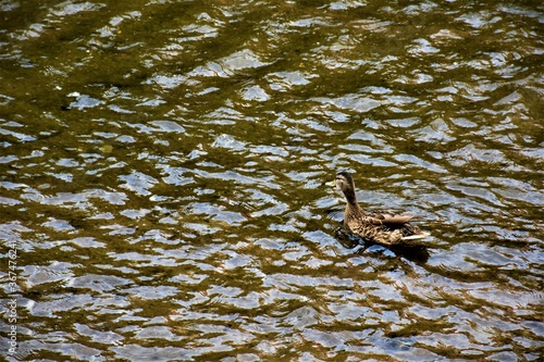 Dzika kaczka w rzece  © merko