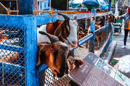 Domestic goat at the Khao Kheo open zoo in Thailand photo