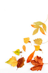 autumn background with yellow leaves