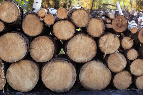 Wooden Logs with Forest on Background. Trunks of trees cut and stacked in the foreground. Pile of wood logs on edge of forest. Stacked Firewood. Log trunks pile  logging timber wood industry. firewood