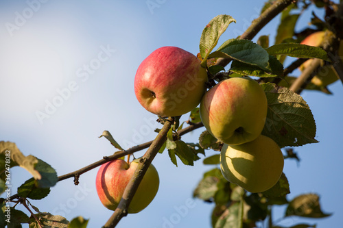 Red apples on the apple tree branch against the blue sky, close-up