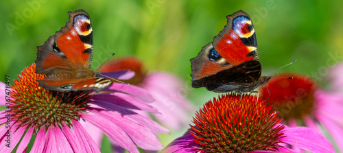 panoramic view - the garden with Echinacea flowers and peacock butterflies