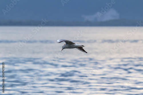 Seagull over the sea © robertdering