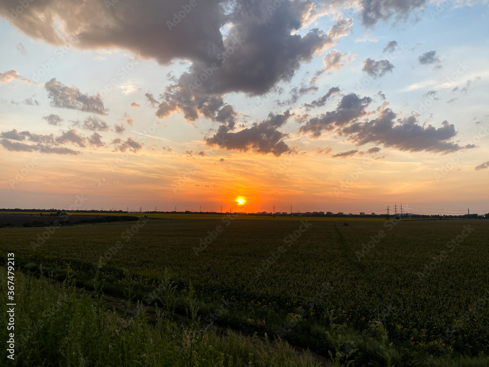 summer sunset in the field