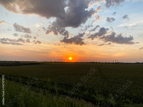 summer sunset in the field