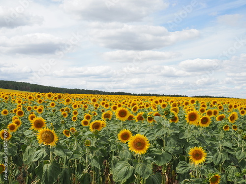 Sunflower field and cloudy sky in summer