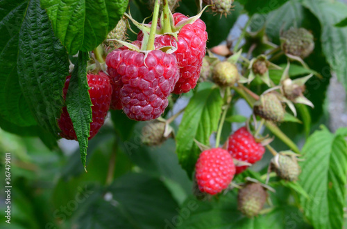 Raspberries in the garden. Health fresh fruit growing in the summer.