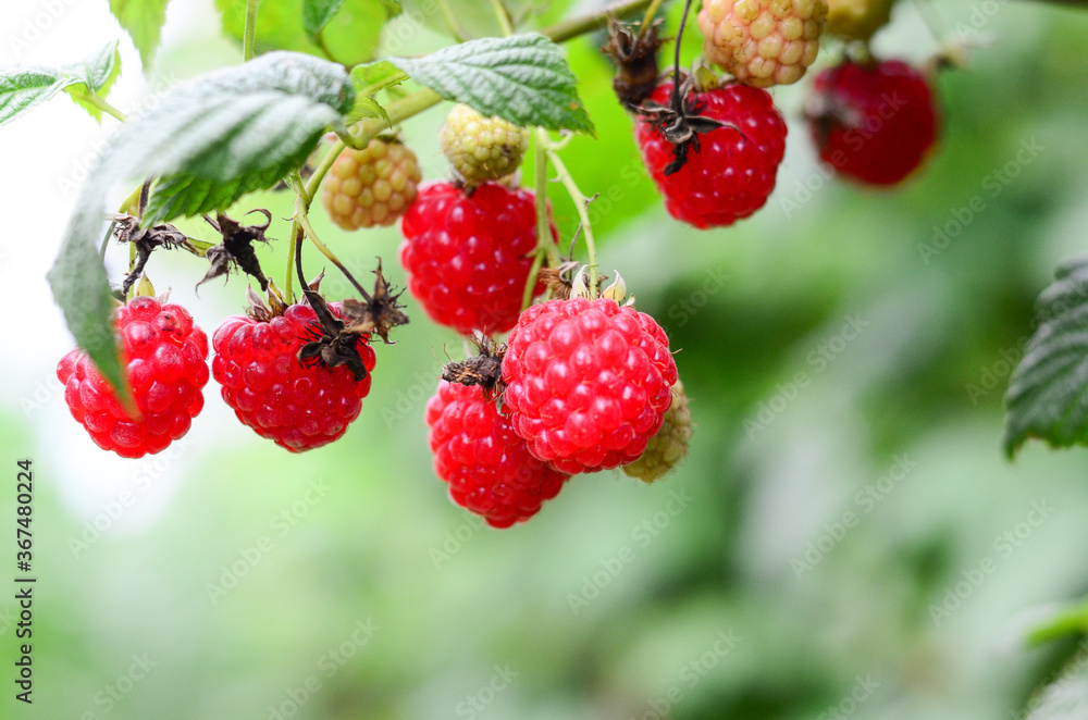 Raspberries in the garden. Health fresh fruit growing in the summer. Raspberries in the garden. Health fresh fruit growing in the summer.