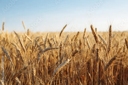 Ripen golden ears of wheat at the field. Spikelets full of grains are waiting for the harvest. Wheat sprouts growing fast and ready to be collected. Agricultural  business  crop and nature concept.