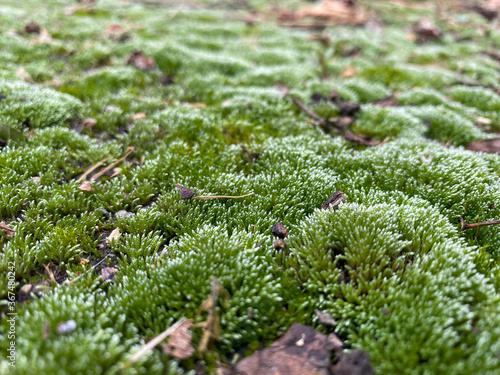 young green moss close up