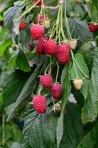 Raspberries in the garden. Health fresh fruit growing in the summer.