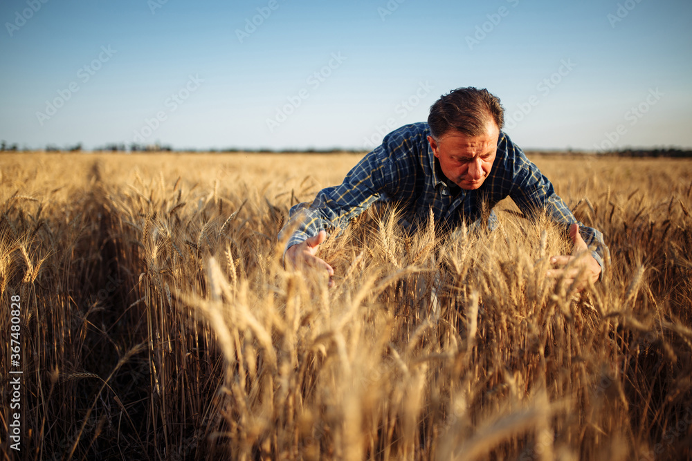 Farmer wraps around a bunch of ears of wheat at the field with his hands checking quality of the crop. Male farm worker touches the spikelets full of grains. Agriculture, business, harvest concept. Farmer wraps around a bunch of ears of wheat at the field with his hands checking quality of the crop. Male farm worker touches the spikelets full of grains. Agriculture, business, harvest concept.