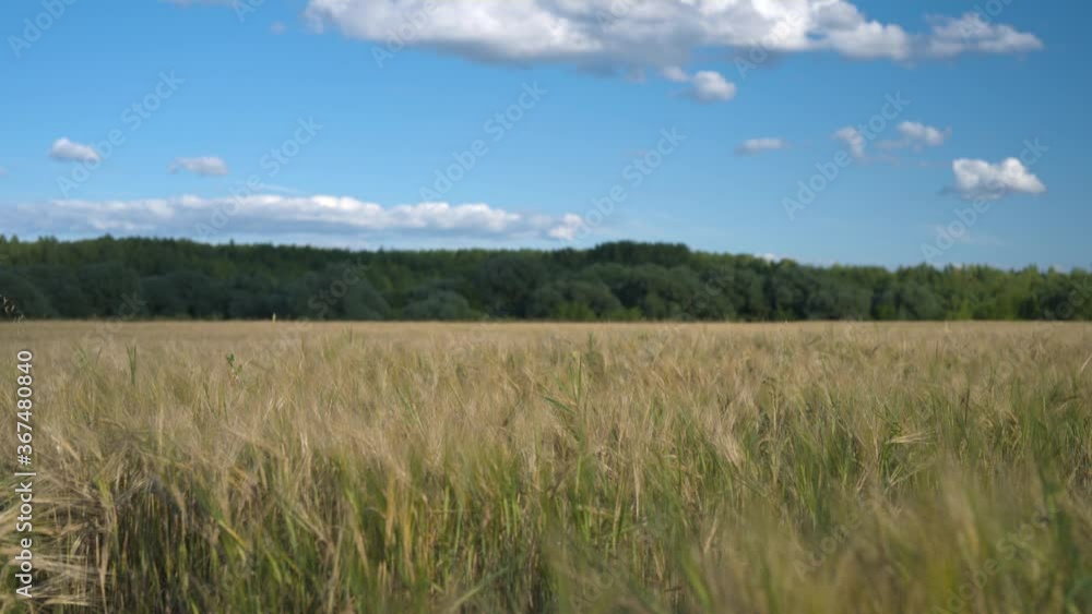 Endless fields of ripe wheat. Swollen ears of wheat or rye. Successful harvest. Eco-friendly raw materials for making bread and flour. Very nice bokeh.
Endless fields of ripe wheat. Swollen ears of wheat or rye. Successful harvest. Eco-friendly raw materials for making bread and flour. Very nice bokeh.