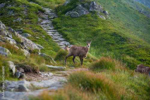 Fototapeta Naklejka Na Ścianę i Meble -  Tatry Krajobraz i Zwierzęta