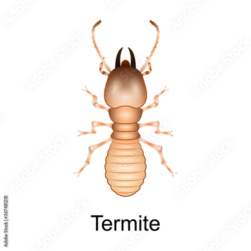 Beetle termite vector icon.Realistic vector icon isolated on white background beetle termite.
