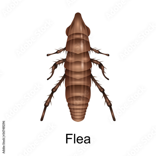 Beetle flea vector icon.Realistic vector icon isolated on white background beetle flea.