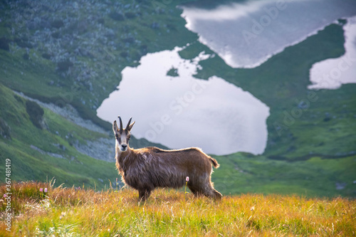 Fototapeta Naklejka Na Ścianę i Meble -  Tatry Krajobraz i Zwierzęta