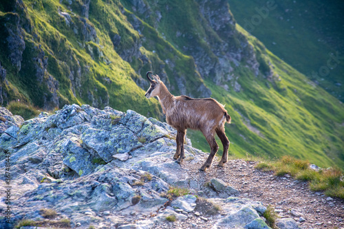 Fototapeta Naklejka Na Ścianę i Meble -  Tatry Krajobraz i Zwierzęta
