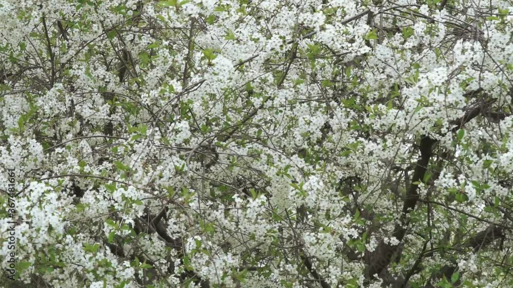 Branch with cherry flowers