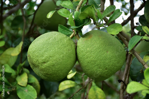 Pomelo fruit hanging on its branches in pomelo garden.