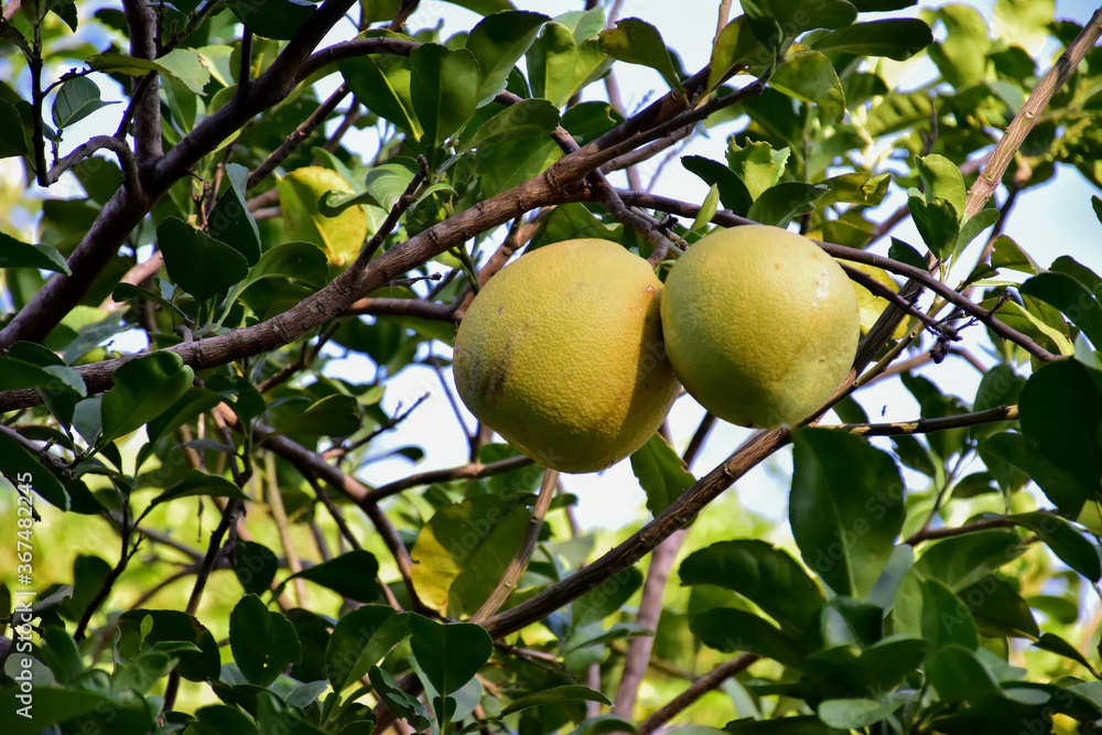 Pomelo fruit hanging on its branches in pomelo garden. Pomelo fruit hanging on its branches in pomelo garden.